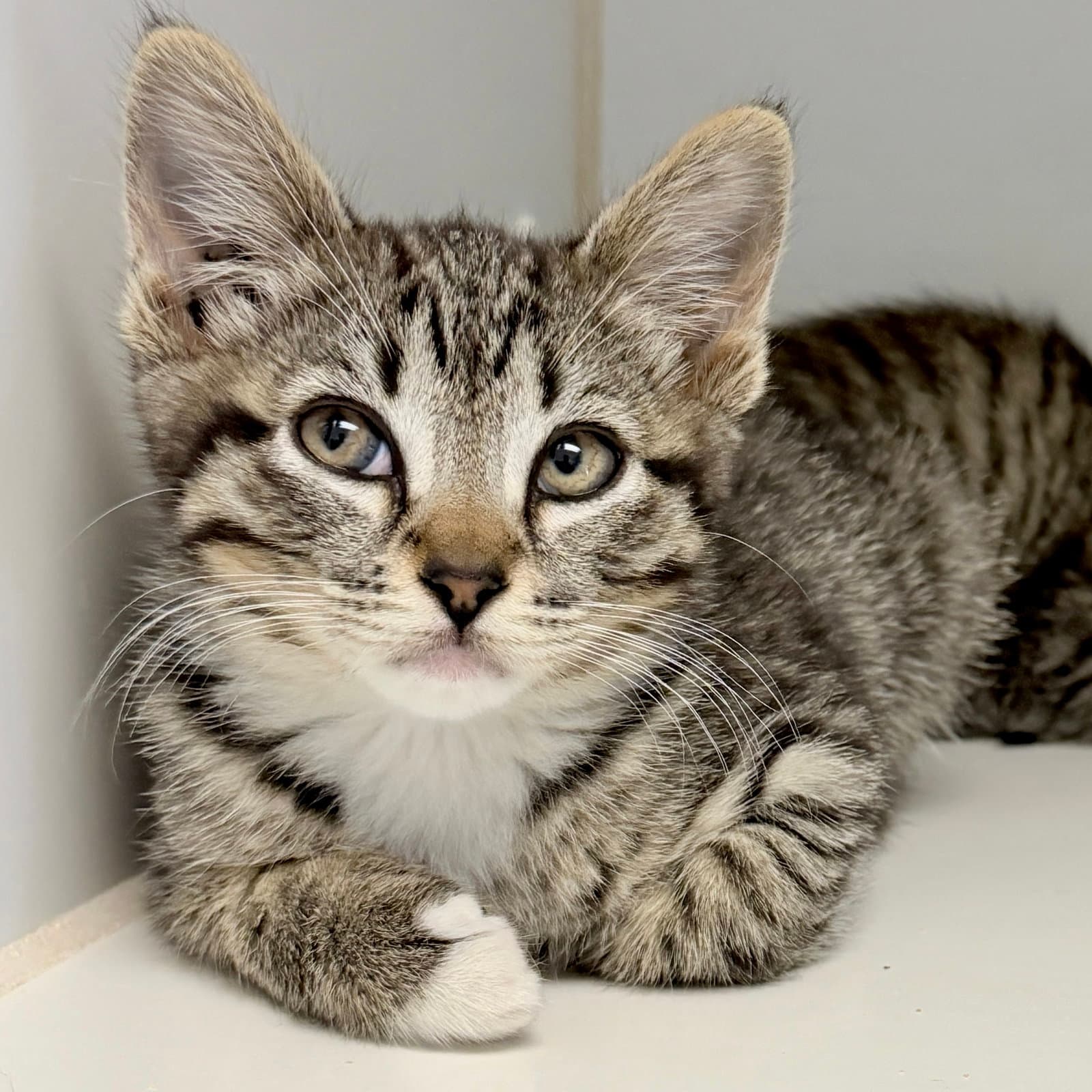 Gala Bonded W Honeycrisp - Domestic Short Hair