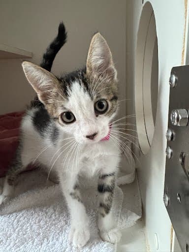 Papalote Bonded W Oreo - Domestic Short Hair
