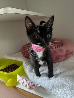 Oreo Bonded W Papalote image 1