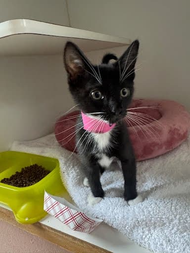 Oreo Bonded W Papalote - Domestic Short Hair