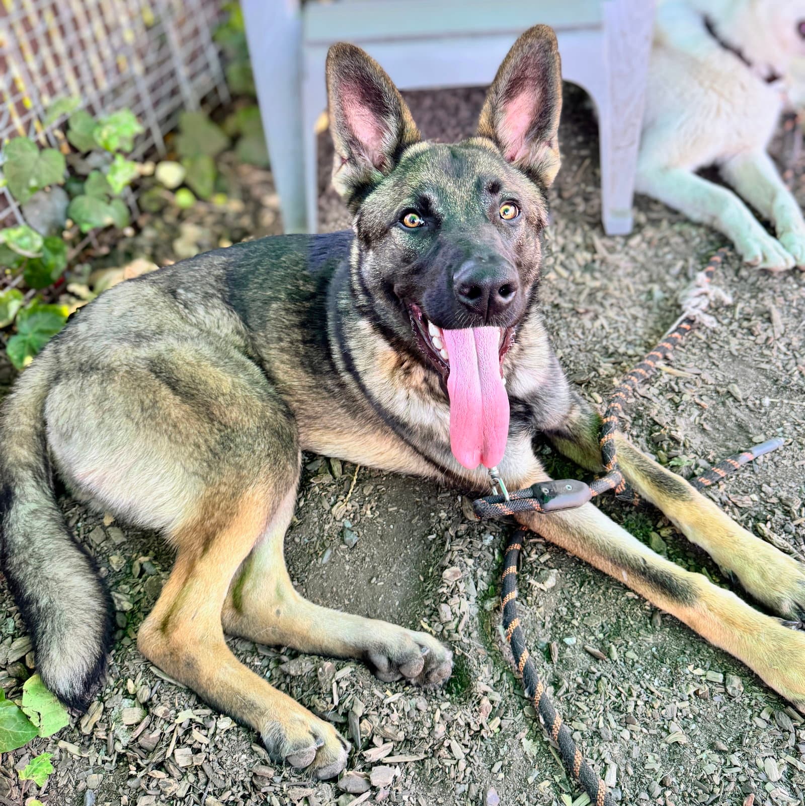 Jacob - German Shepherd Dog