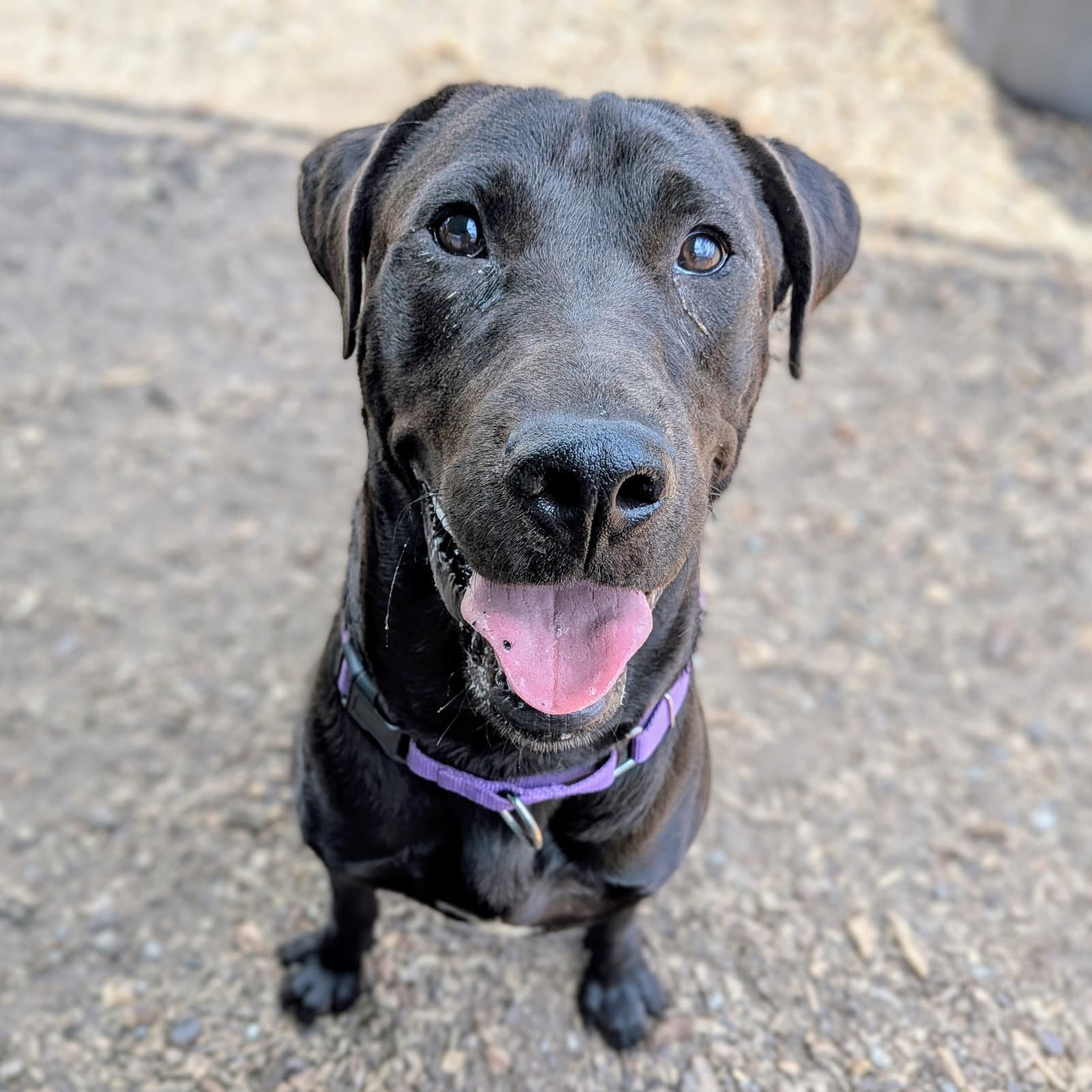 Atherton - Labrador Retriever