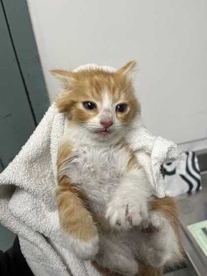 Vincenzo