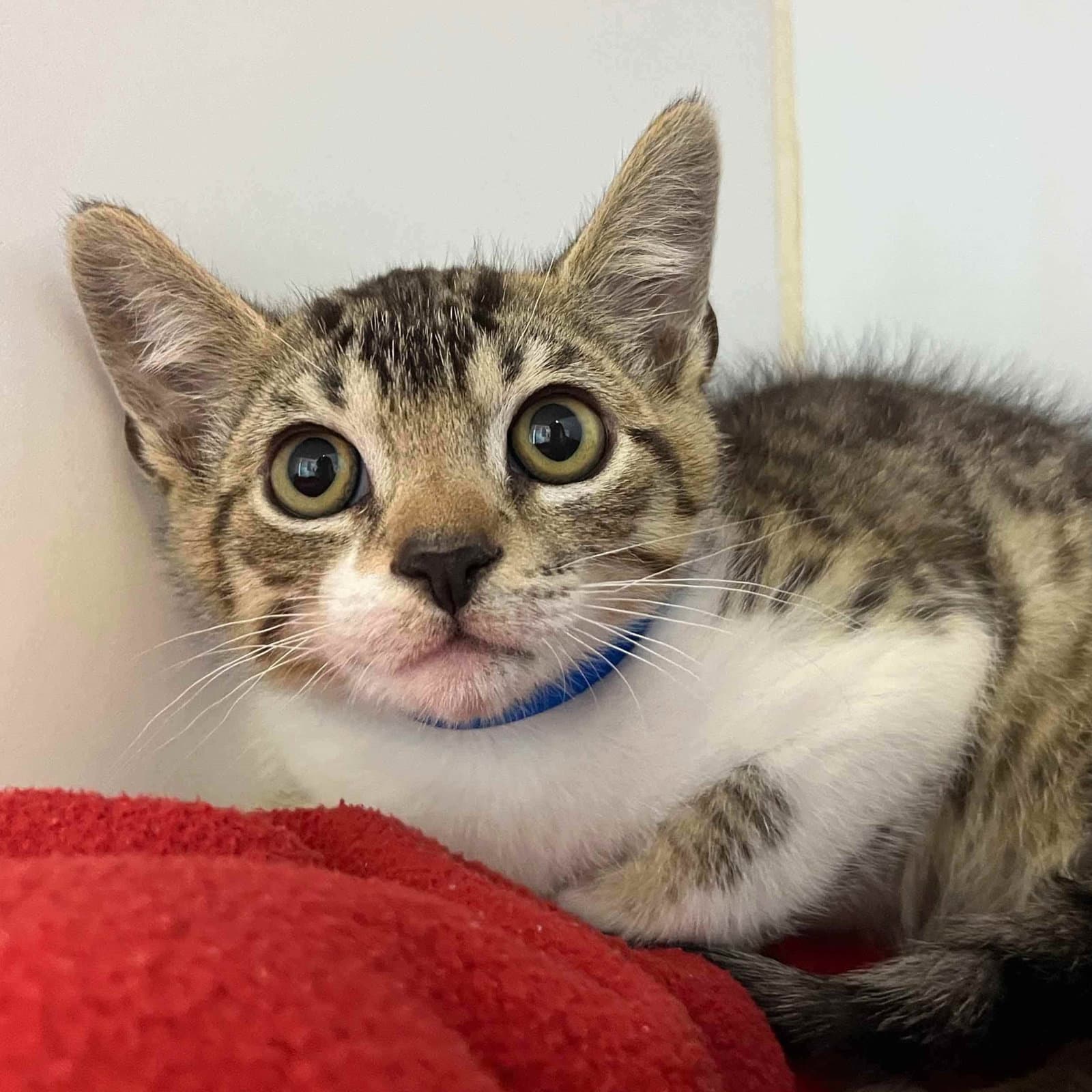 Hodge Bonded W Podge - Domestic Short Hair