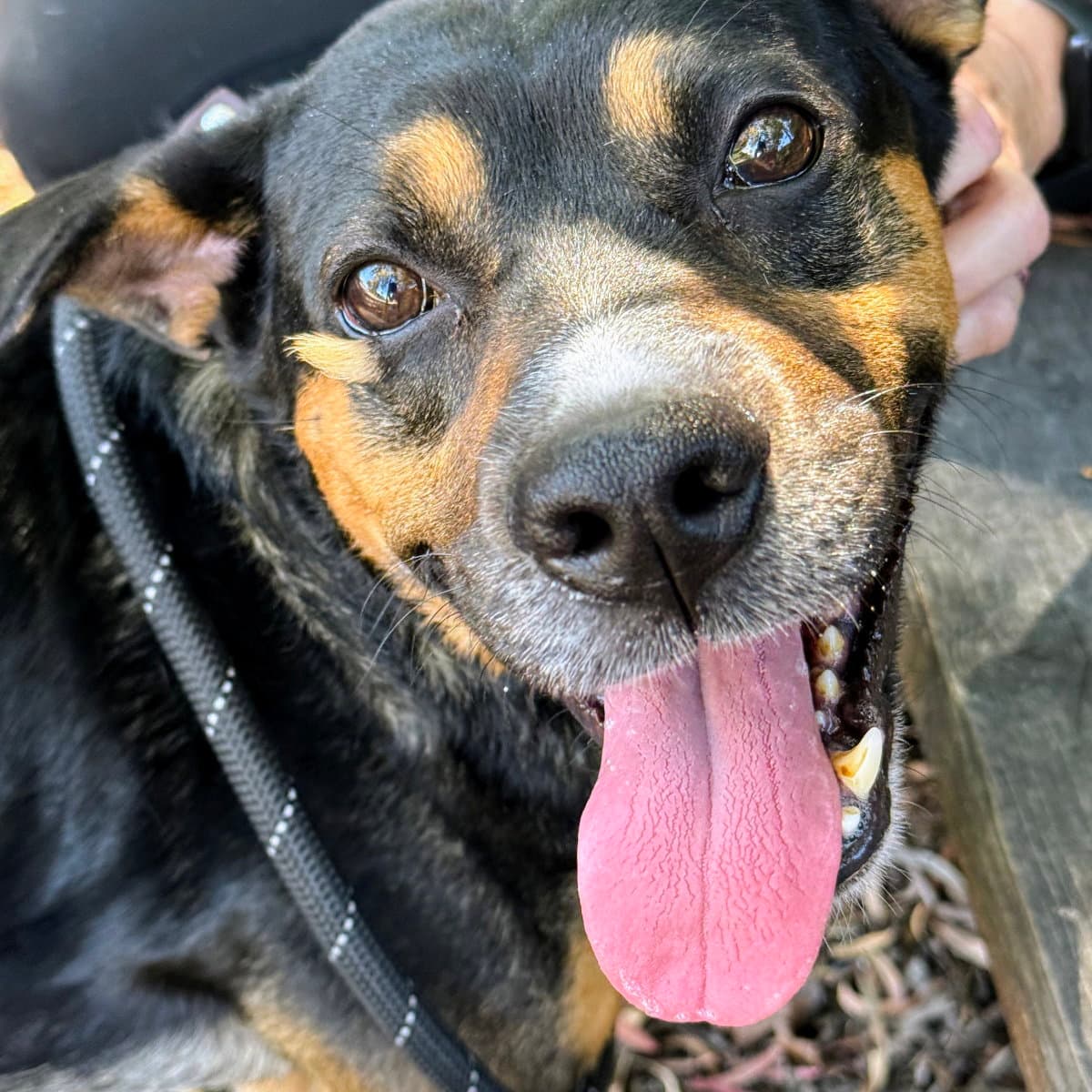 Edric - Australian Cattle Dog/Blue Heeler