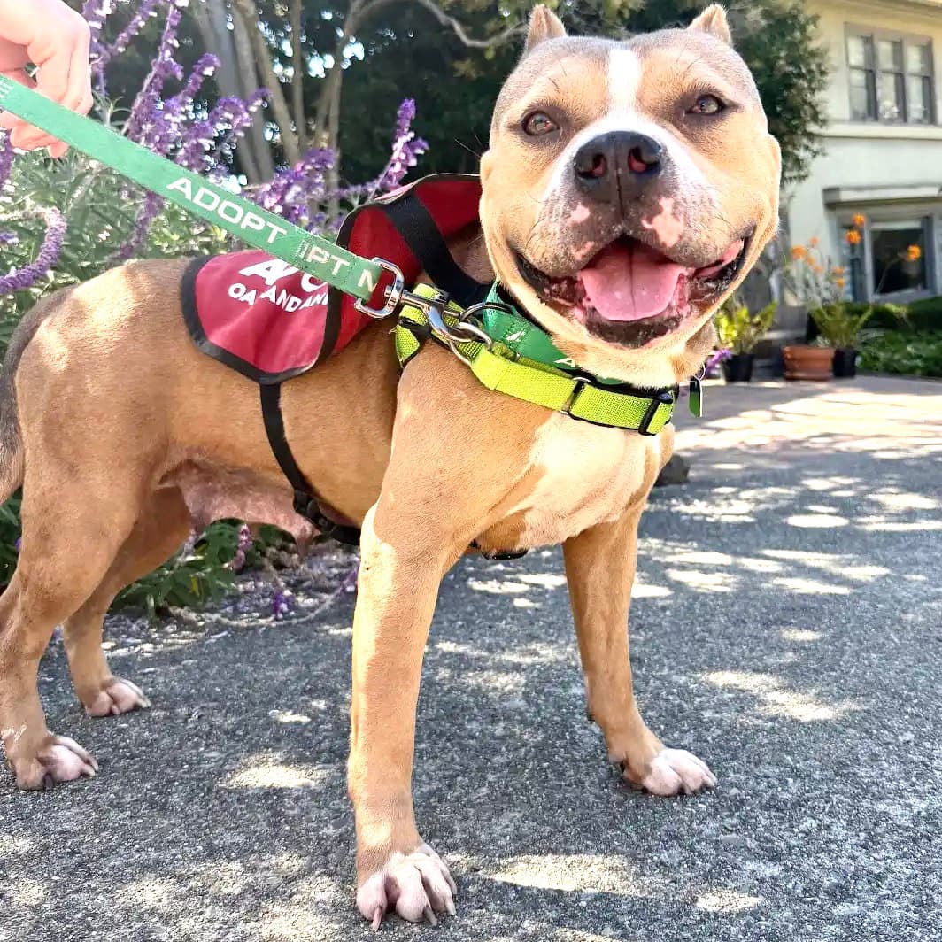 Madera - American Pit Bull Terrier