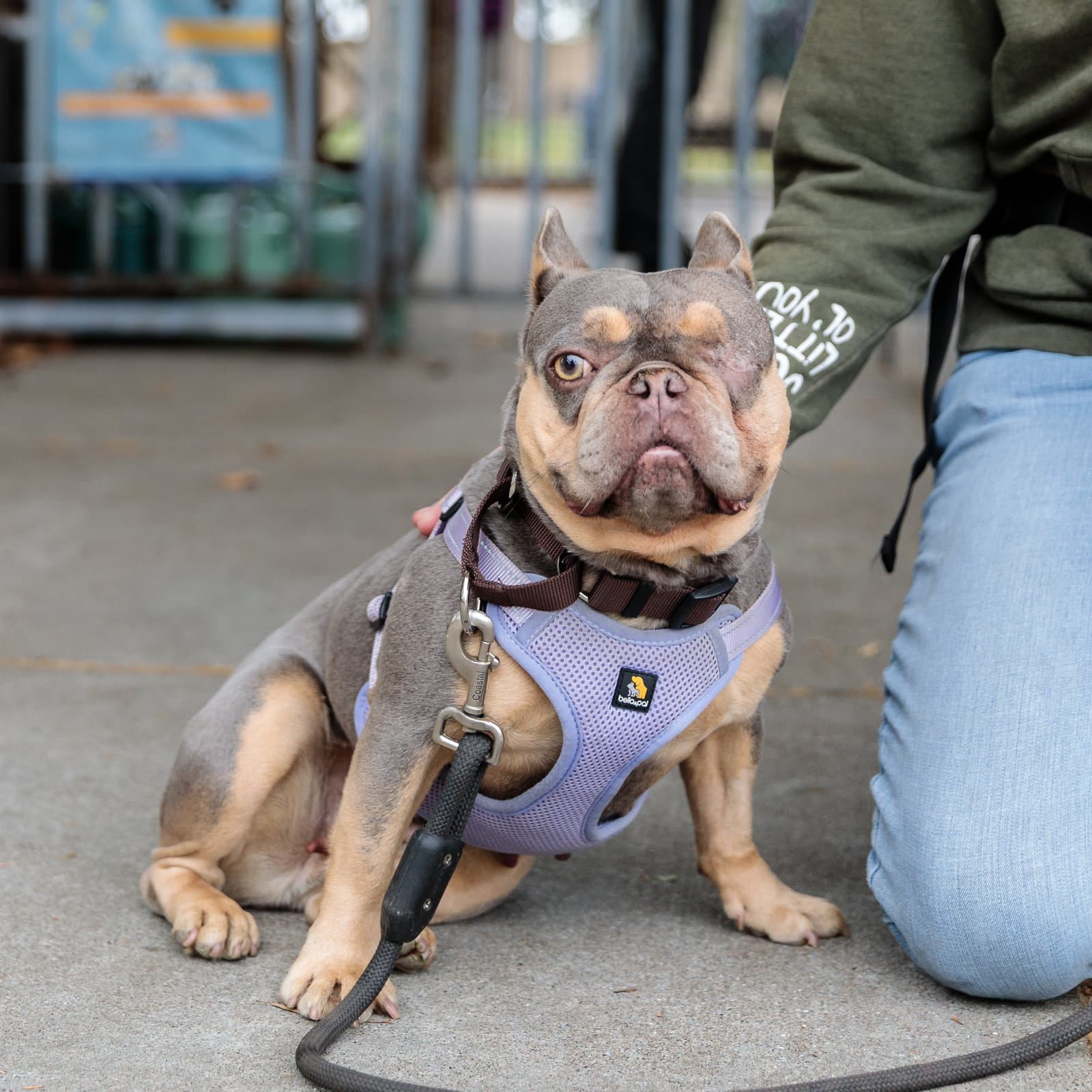 Truffle - French Bulldog