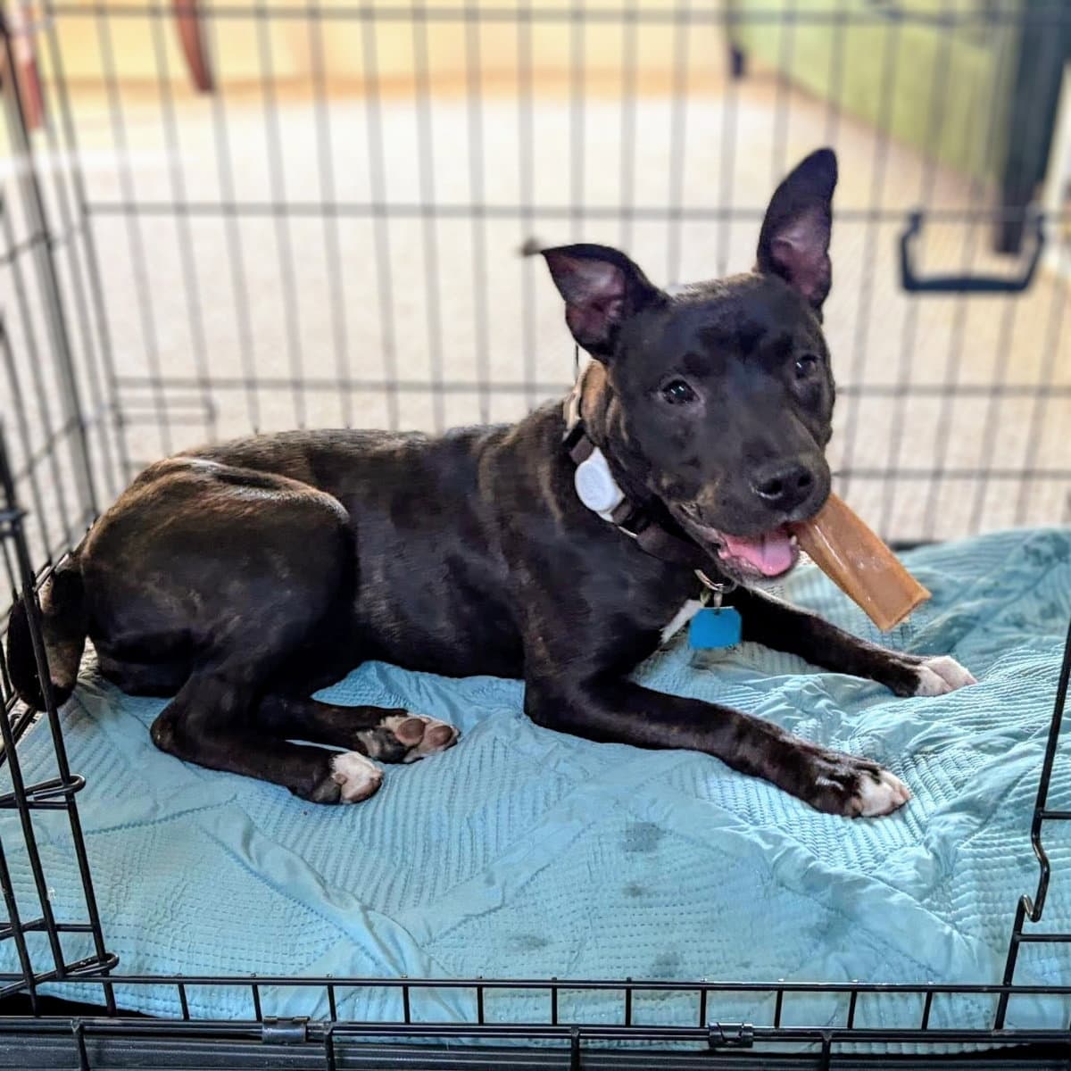 Edamame - Pit Bull