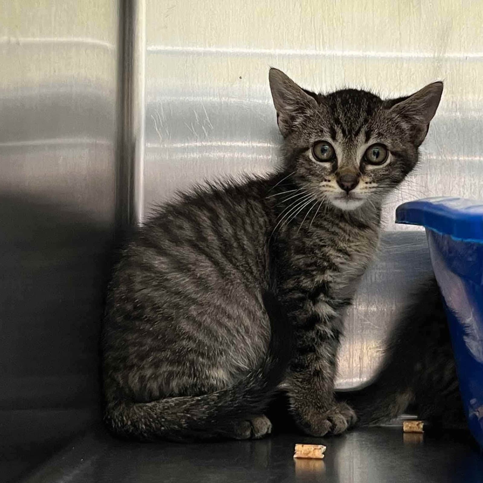 Loki Bonded W Thor - Domestic Short Hair
