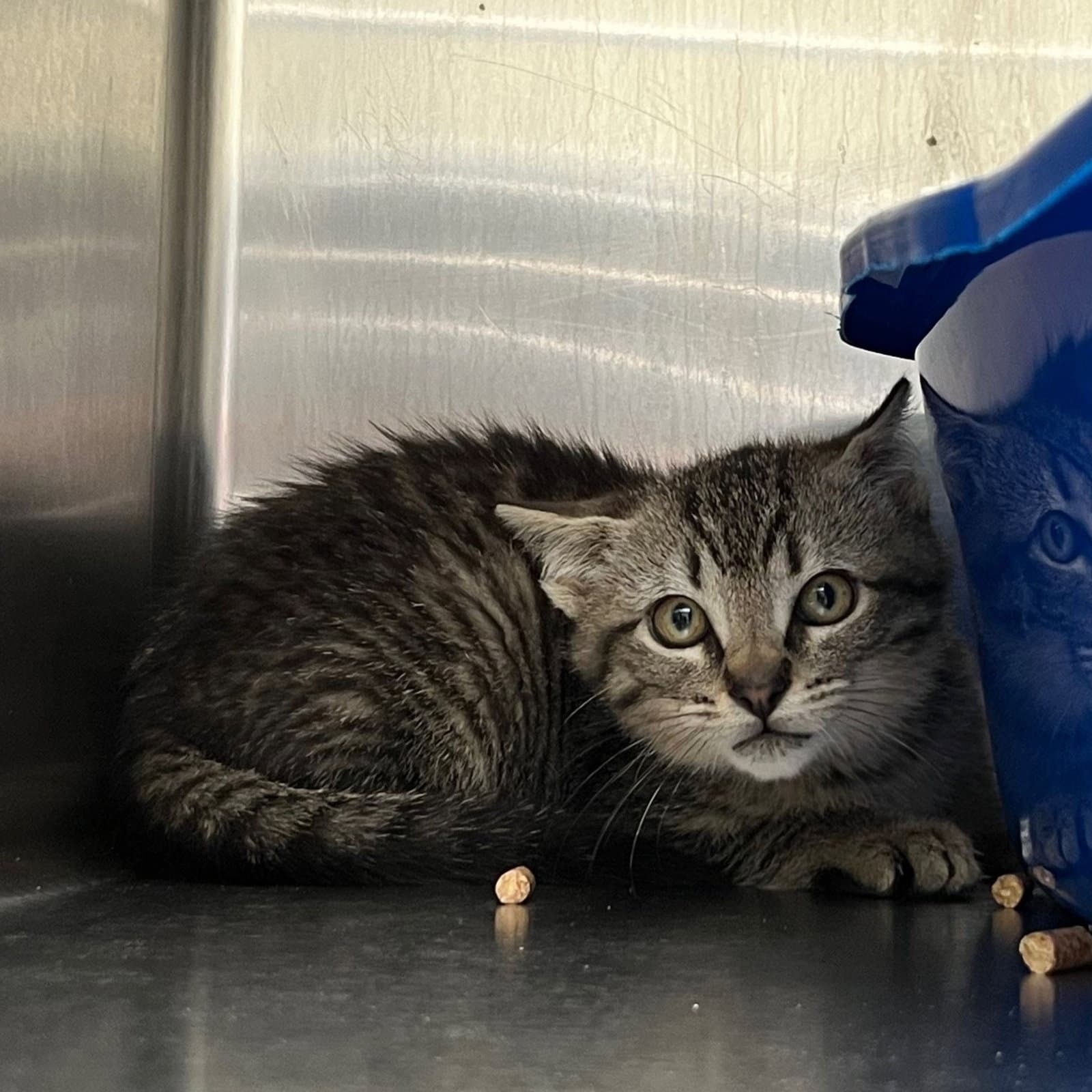 Thor Bonded W Loki - Domestic Short Hair