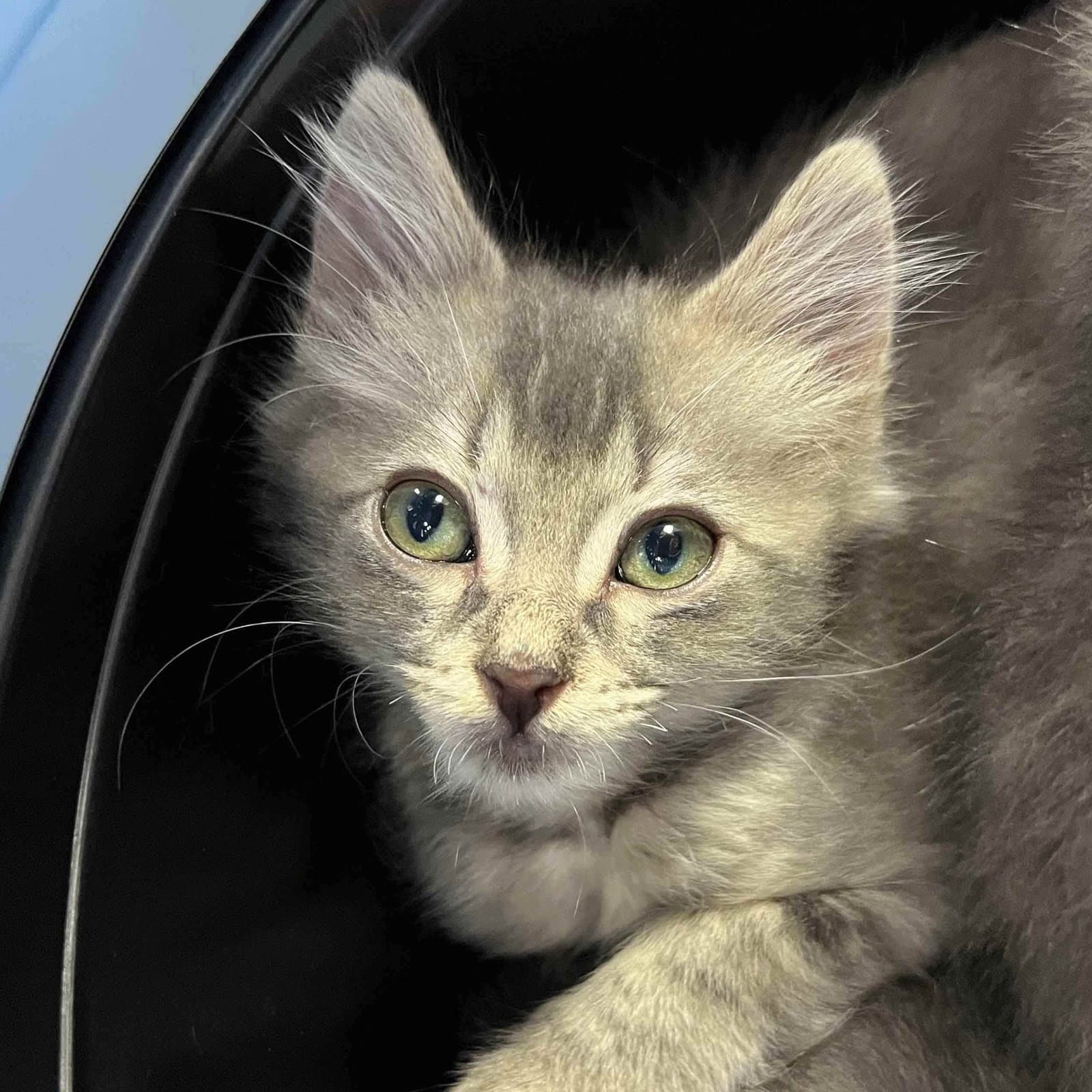 Wayne - Domestic Medium Hair