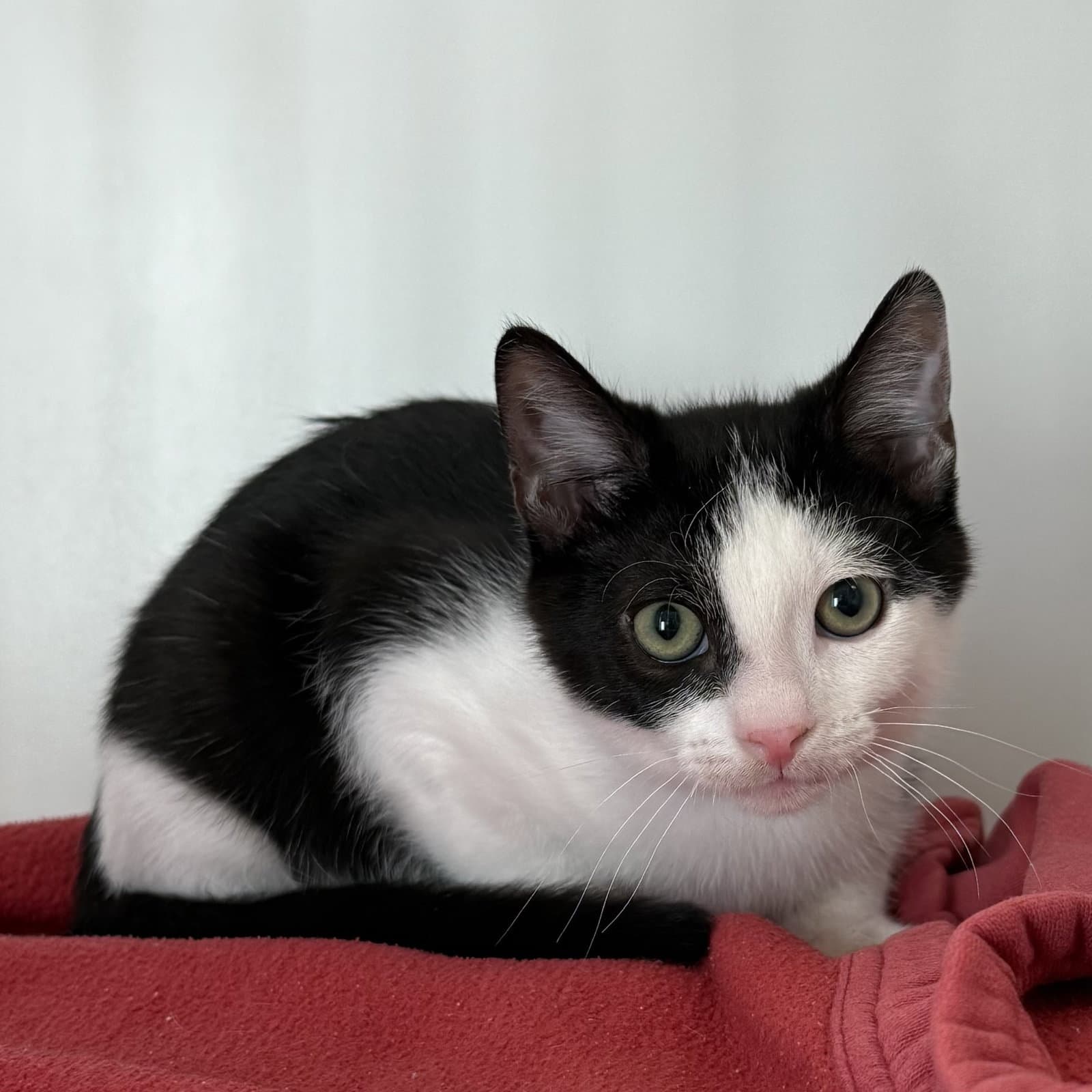 Podge Bonded W Hodge - Domestic Short Hair