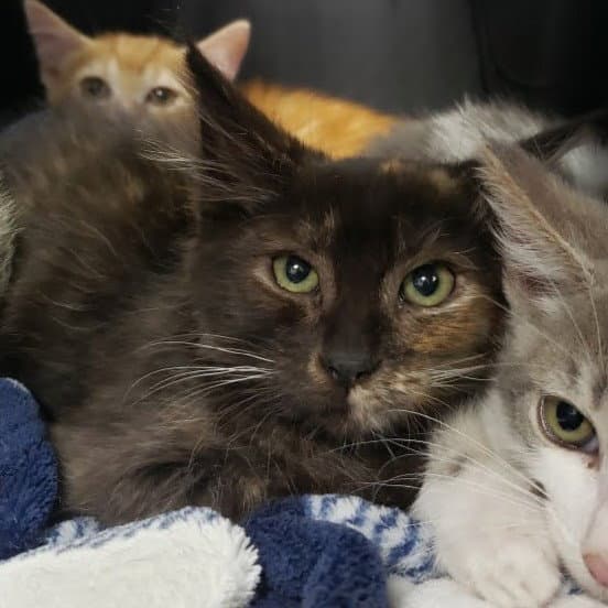 Orwen - Domestic Short Hair