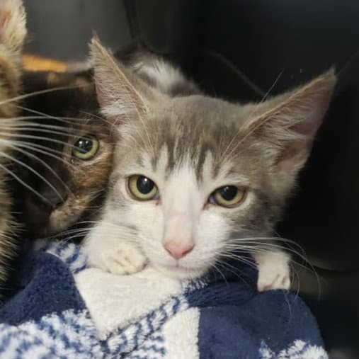 Gwystyl - Domestic Short Hair