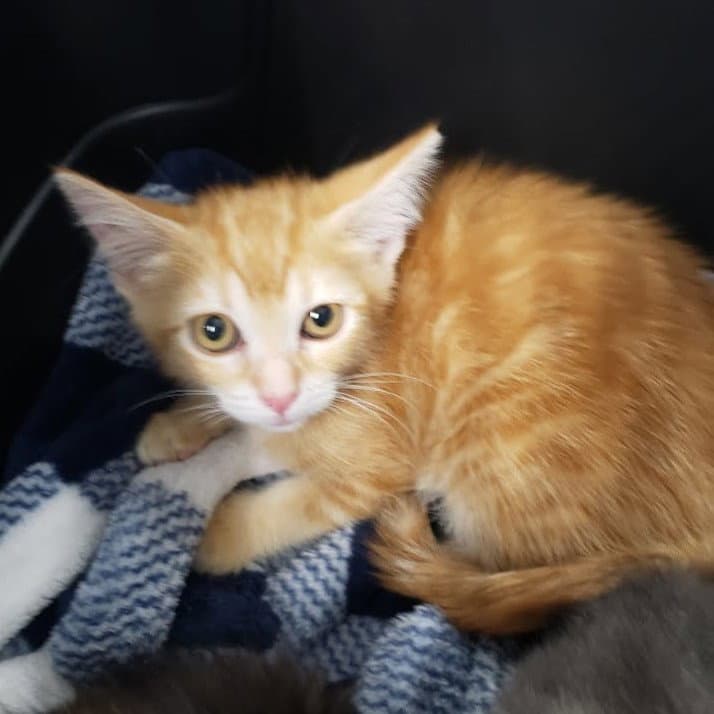 Melynlas - Domestic Short Hair