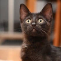 Tina Tuner - Domestic Short Hair