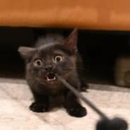 Smokey Robinson - Domestic Short Hair