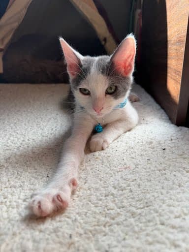 Douglas Bonded W Dahlia - Domestic Short Hair