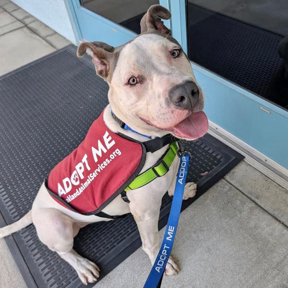 Neil - Pit Bull Terrier