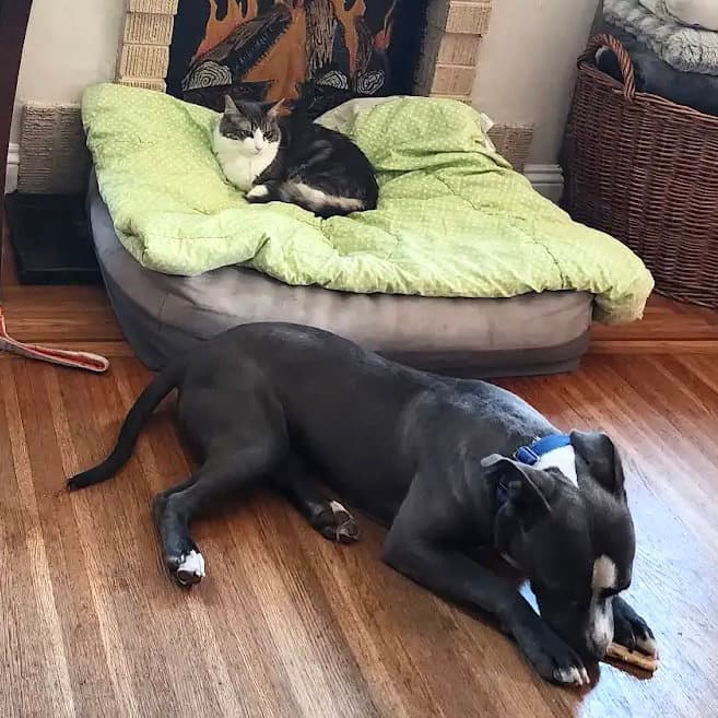 Chase - American Pit Bull Terrier