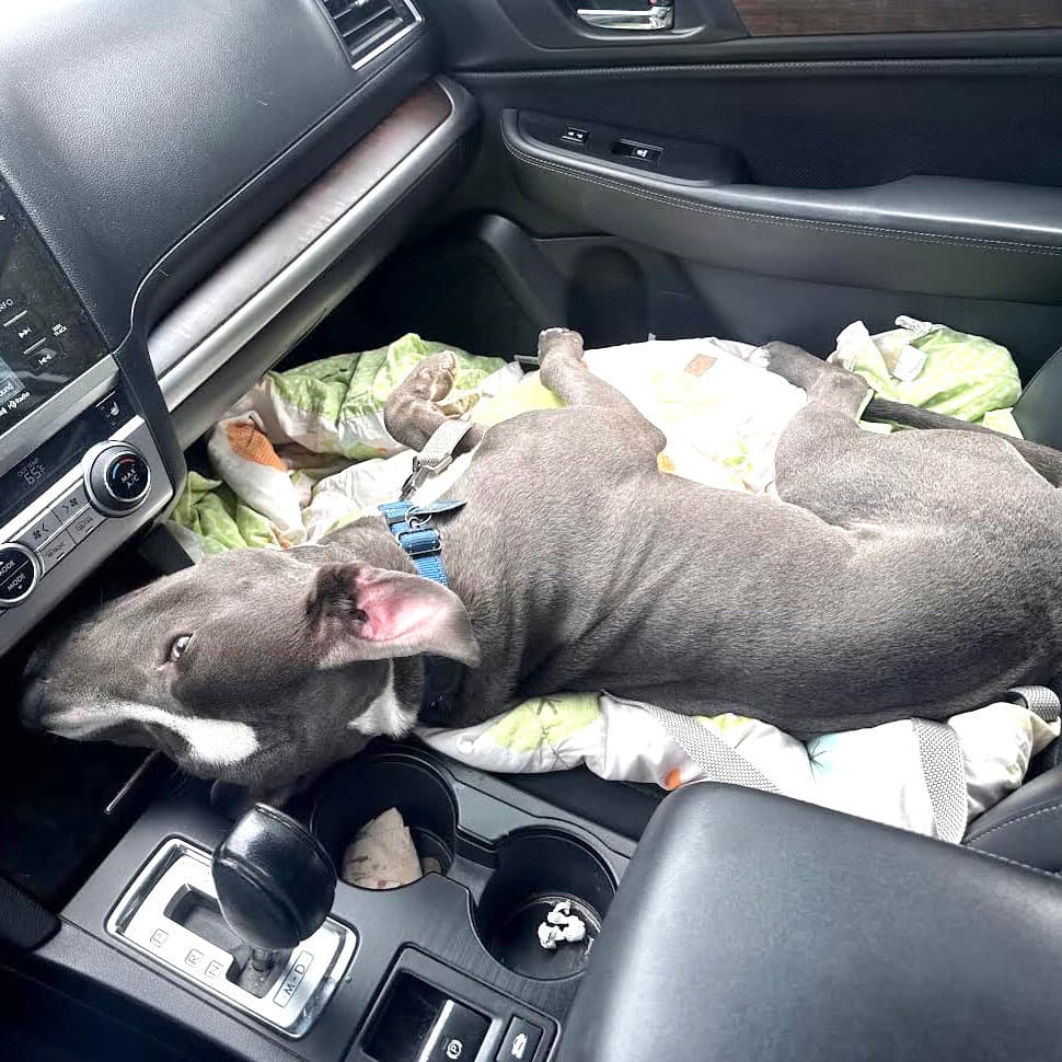 Chase - American Pit Bull Terrier