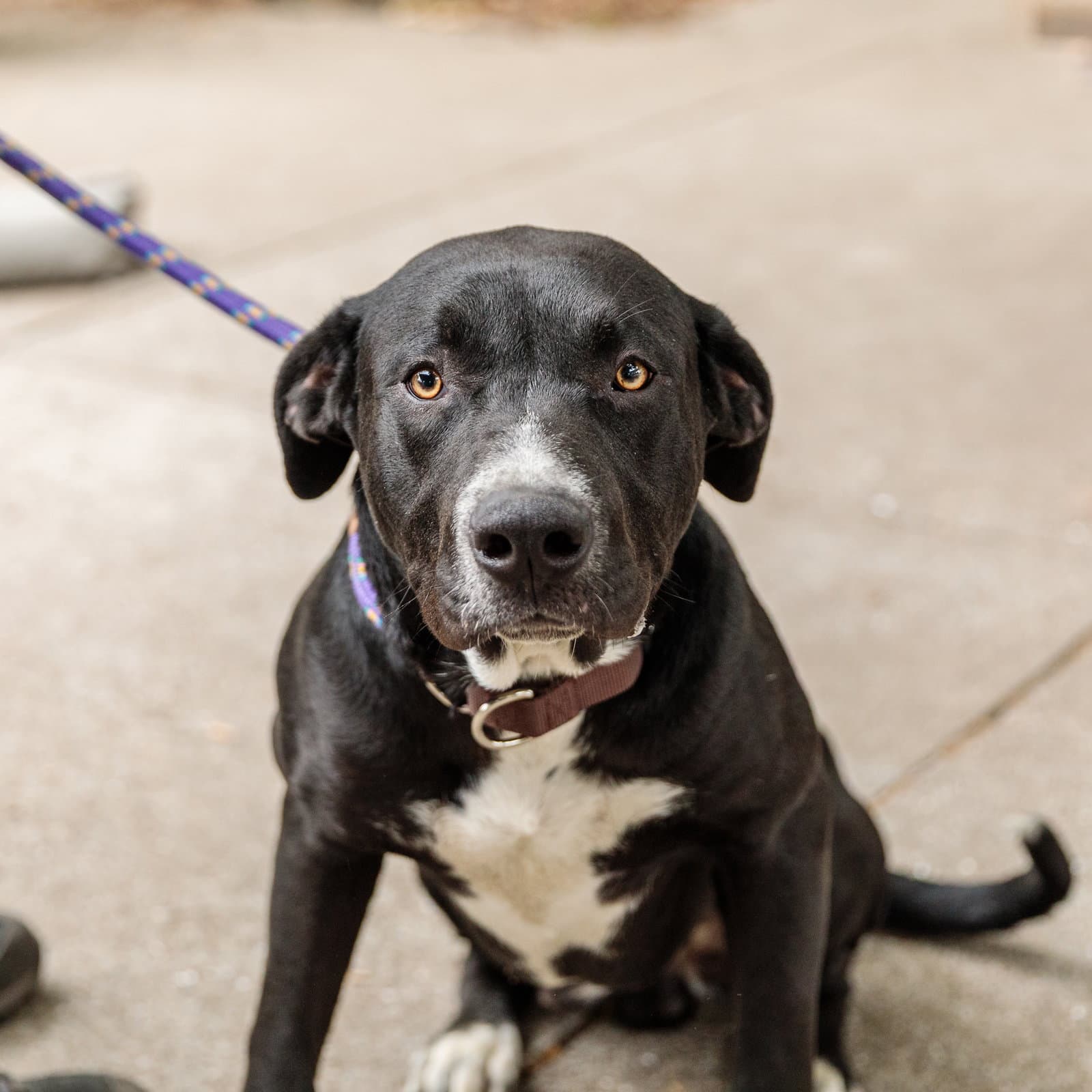 Ontario - Pit Bull Terrier