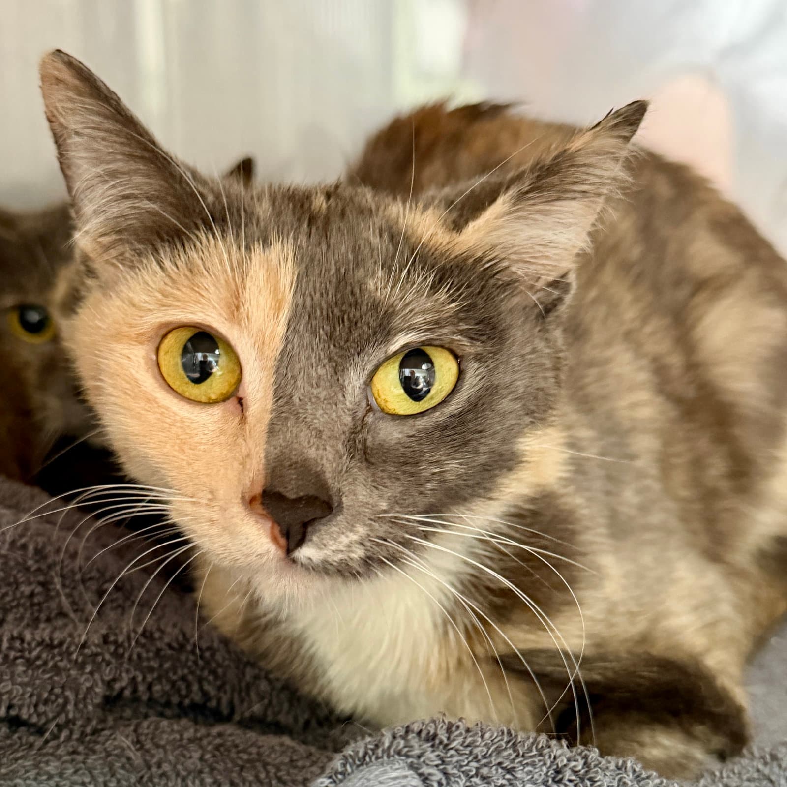 Maisie Bonded Wdaisy - Domestic Short Hair