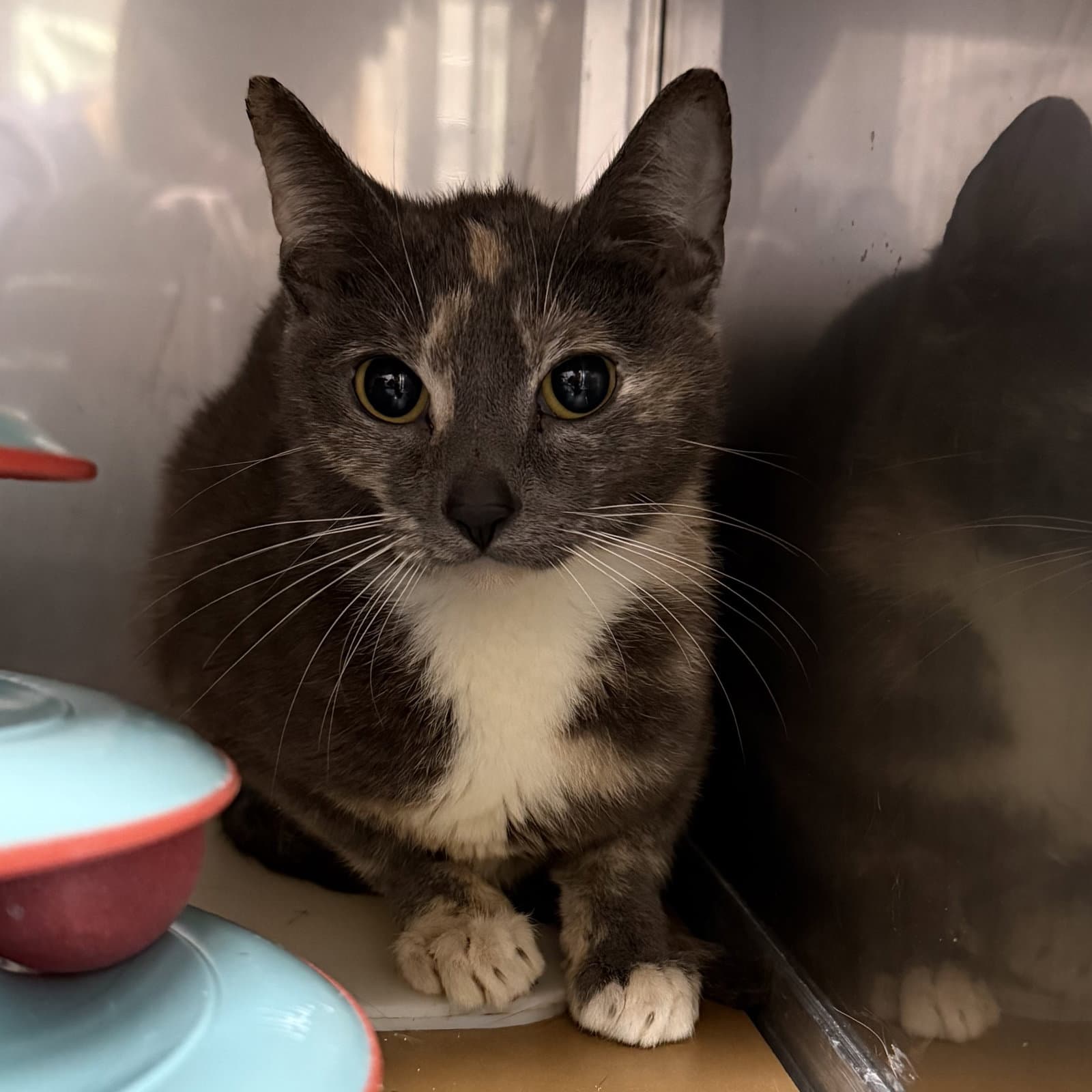 Daisy Bonded Wmaisie - Domestic Short Hair