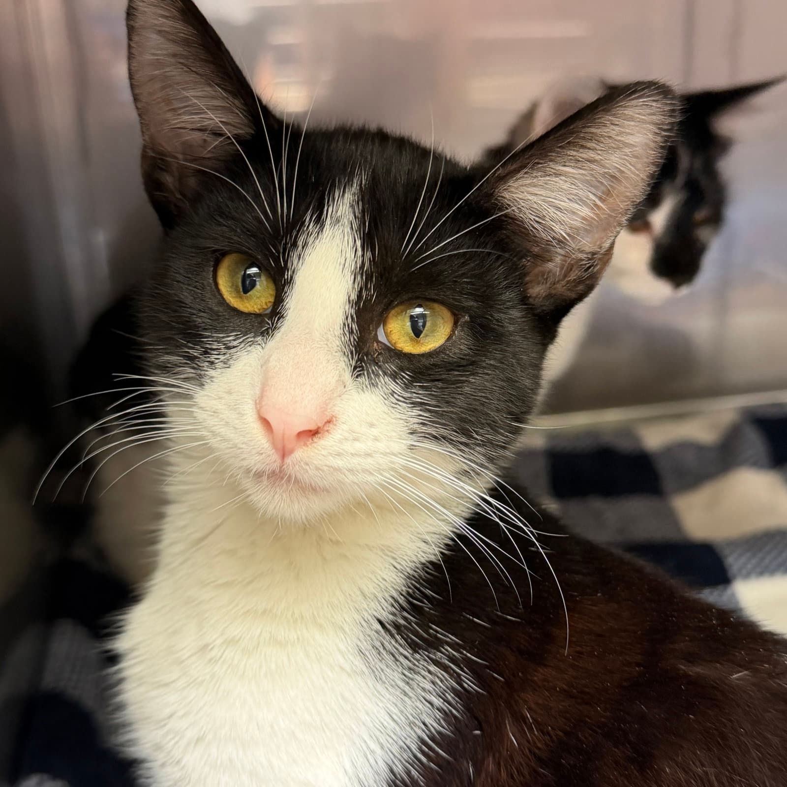 Aiden - Domestic Short Hair
