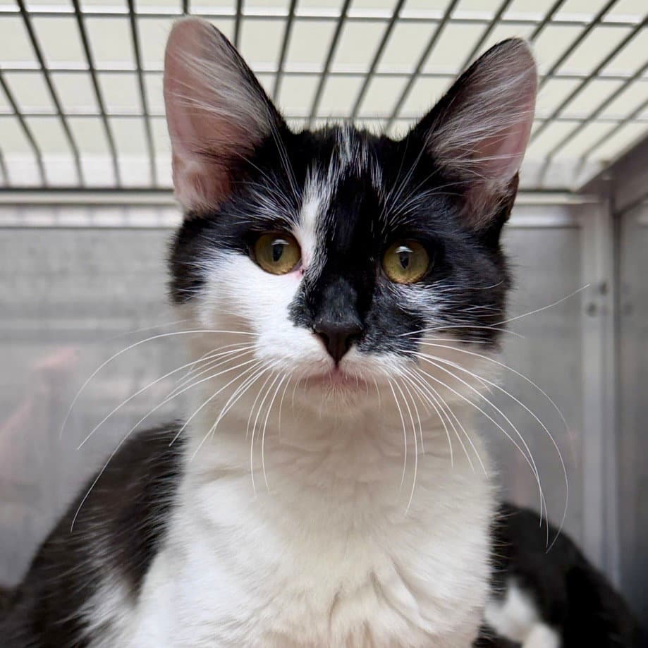 Kayan - Domestic Short Hair