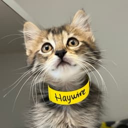 Haywire Bonded W Kerfuffle image 1