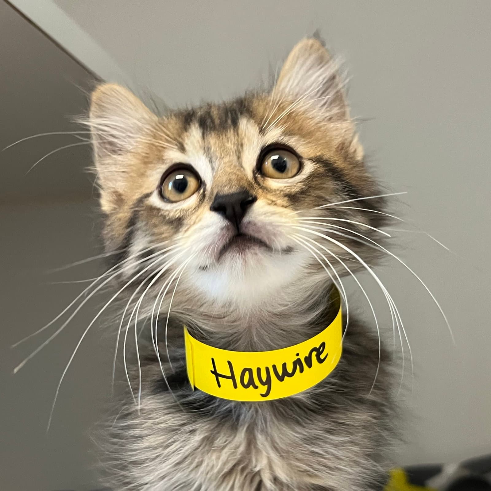 Haywire Bonded W Kerfuffle - Domestic Short Hair