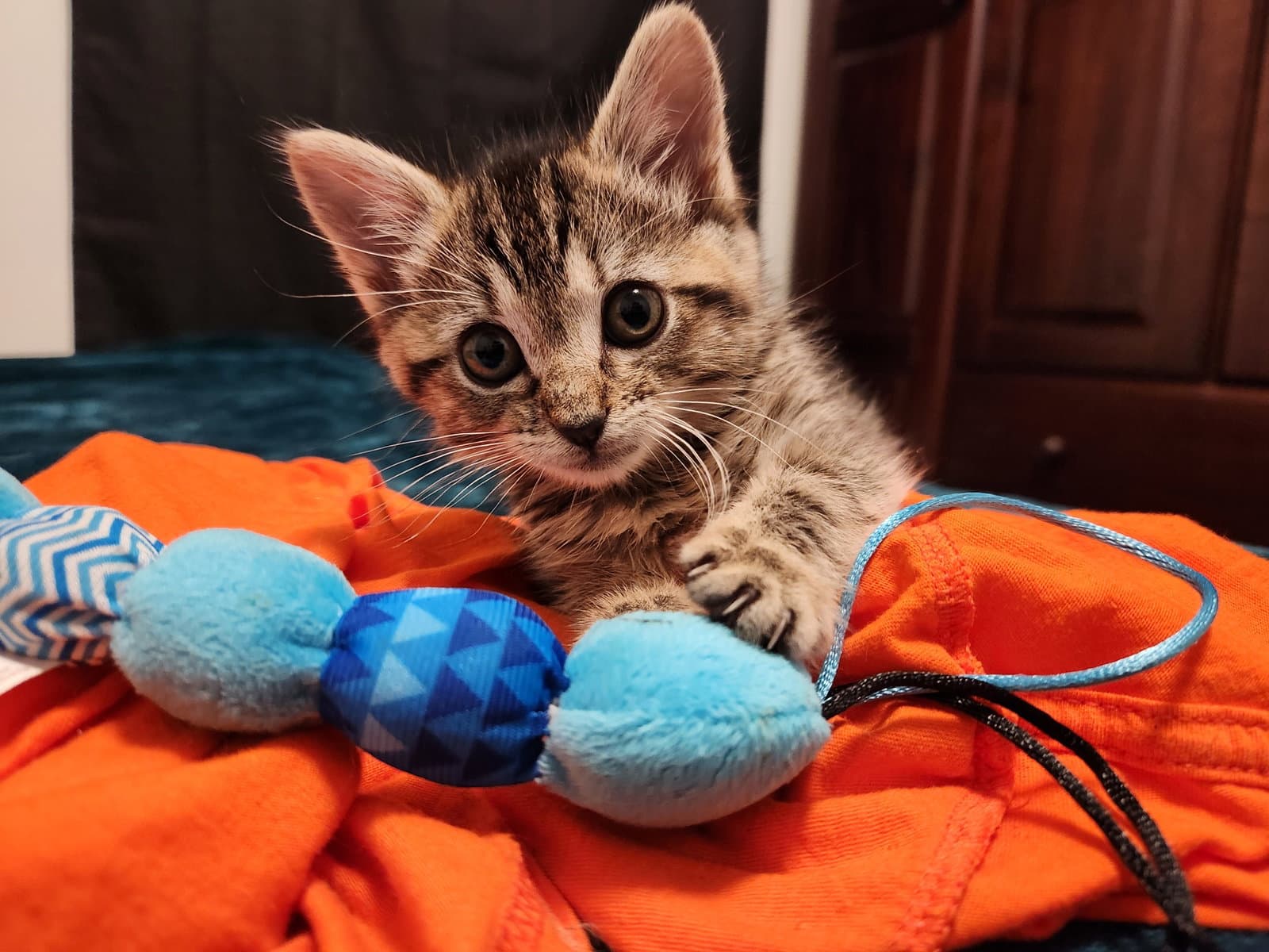 Faye - Domestic Medium Hair