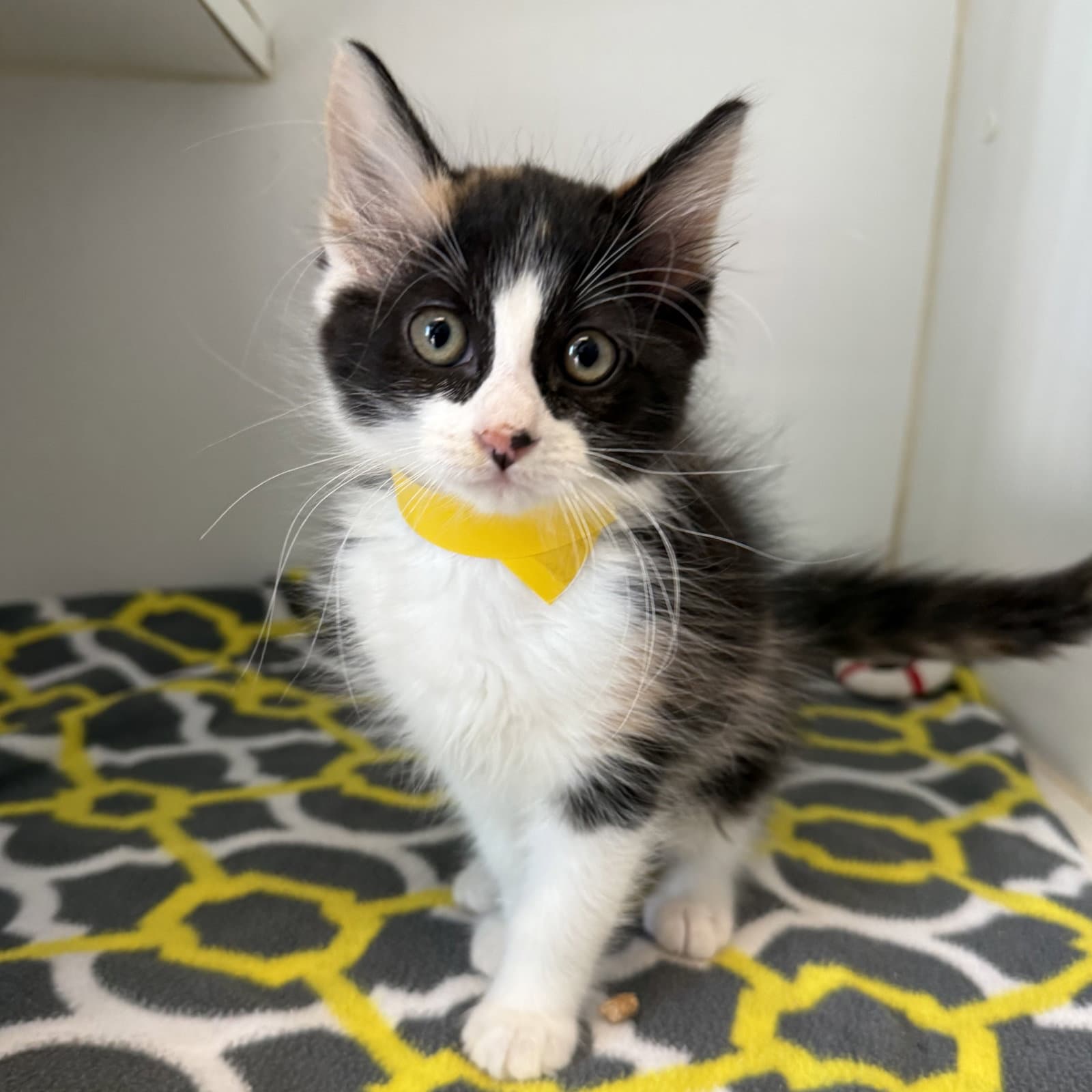 Kerfuffle Bonded W Haywire - Domestic Short Hair
