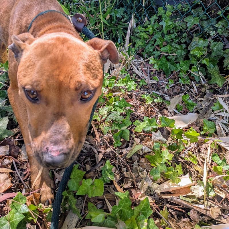 Minnie - American Pit Bull Terrier