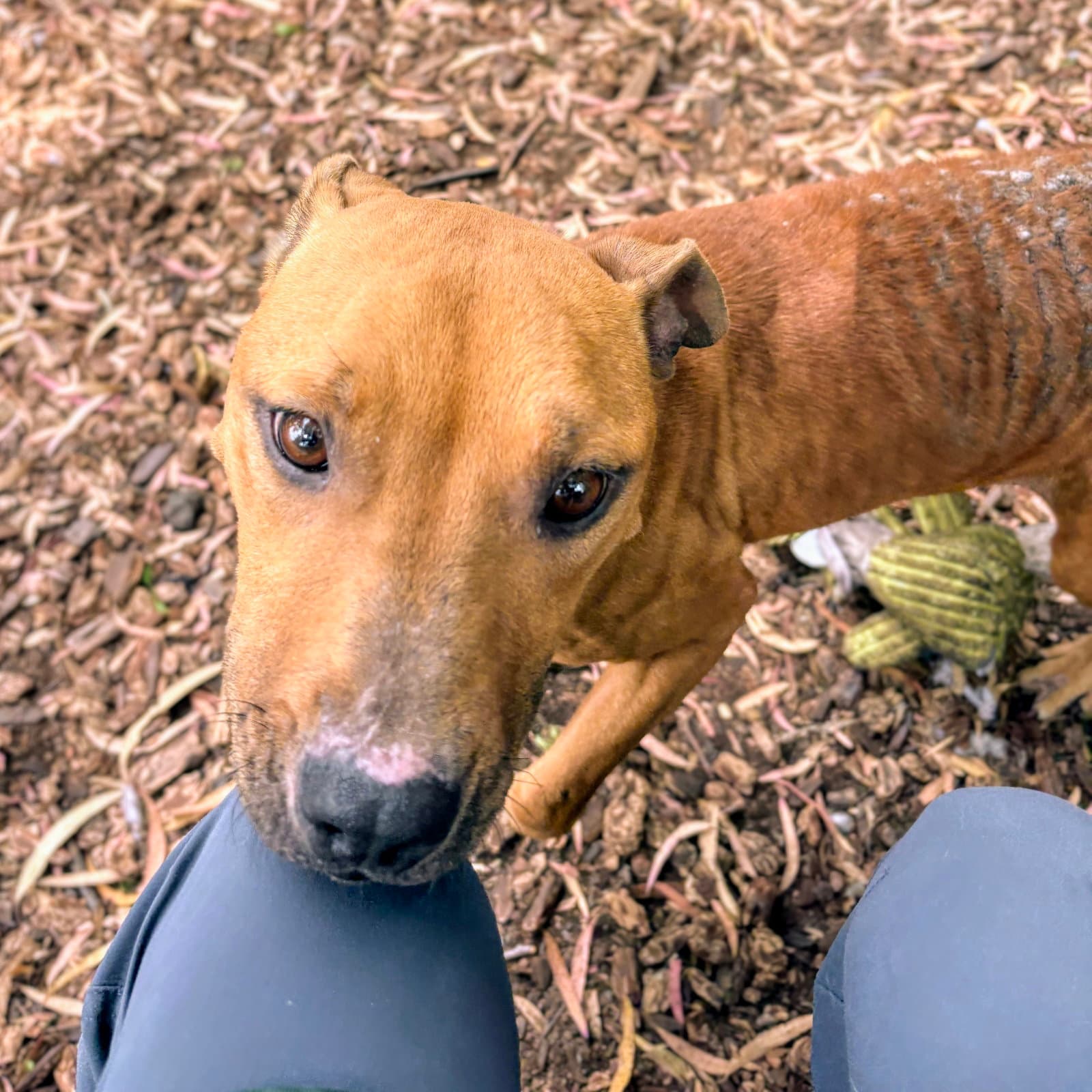 Minnie - American Pit Bull Terrier