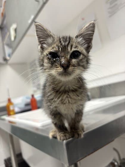 Pepino - Domestic Short Hair