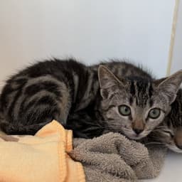 Sora image 1