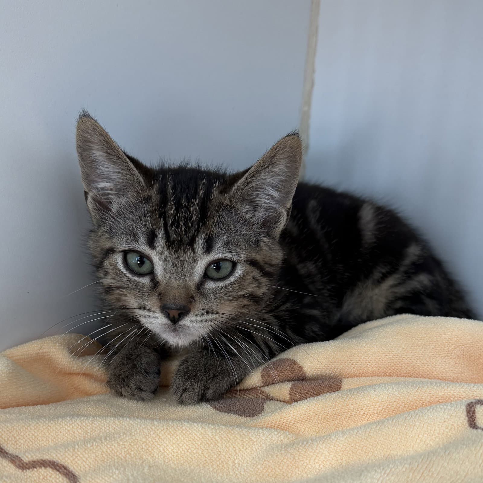 Taki - Domestic Short Hair