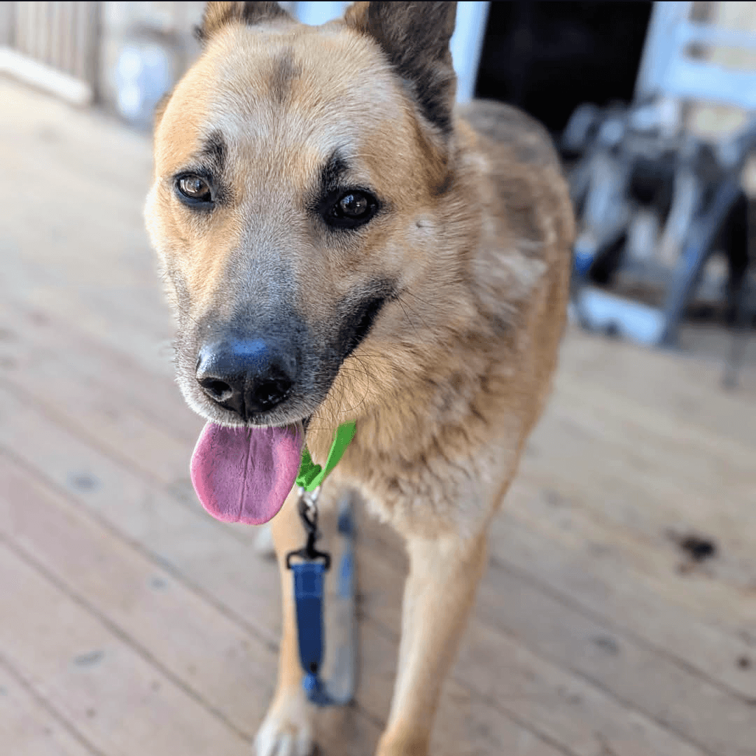 Jairo - German Shepherd Dog