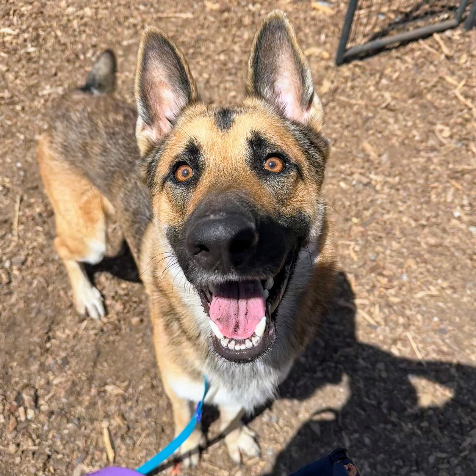 Id - German Shepherd Dog