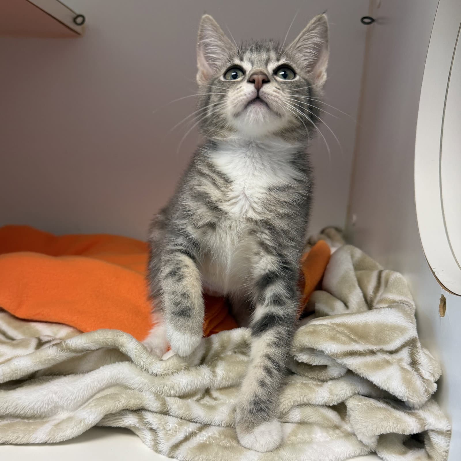 Lava - Domestic Short Hair