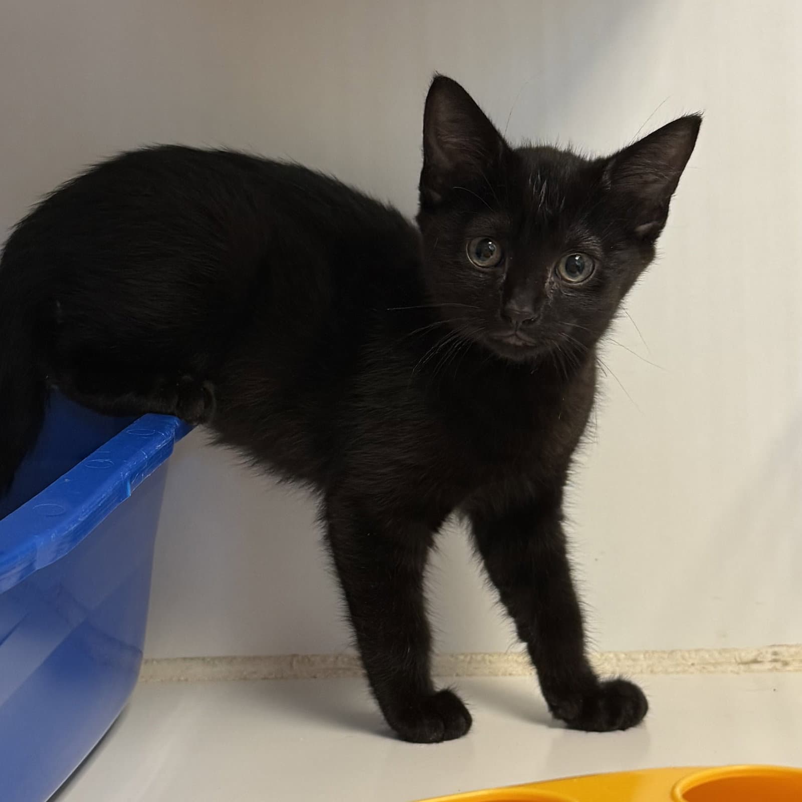 Shark - Domestic Short Hair