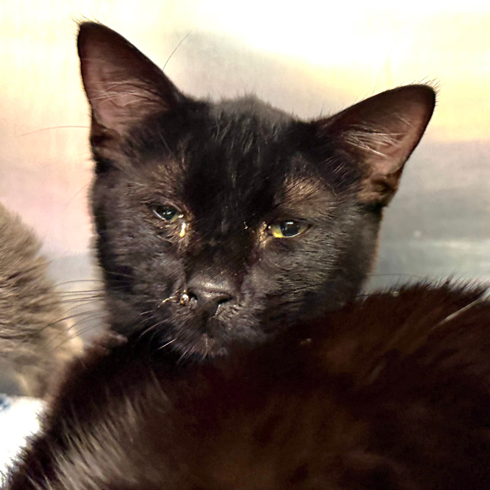 Obi Bonded W Satine - Domestic Short Hair