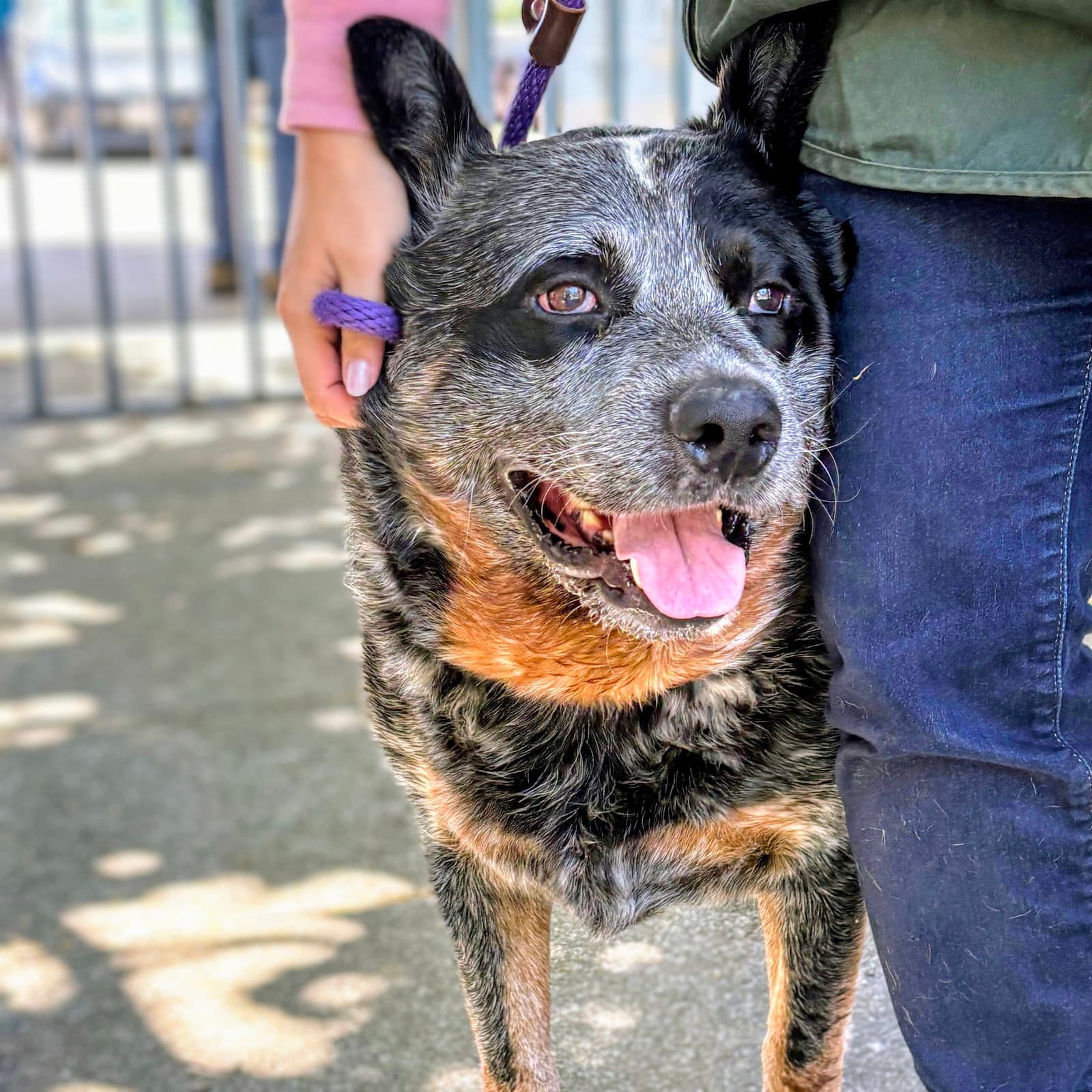 Buddy - Australian Cattle Dog/Blue Heeler
