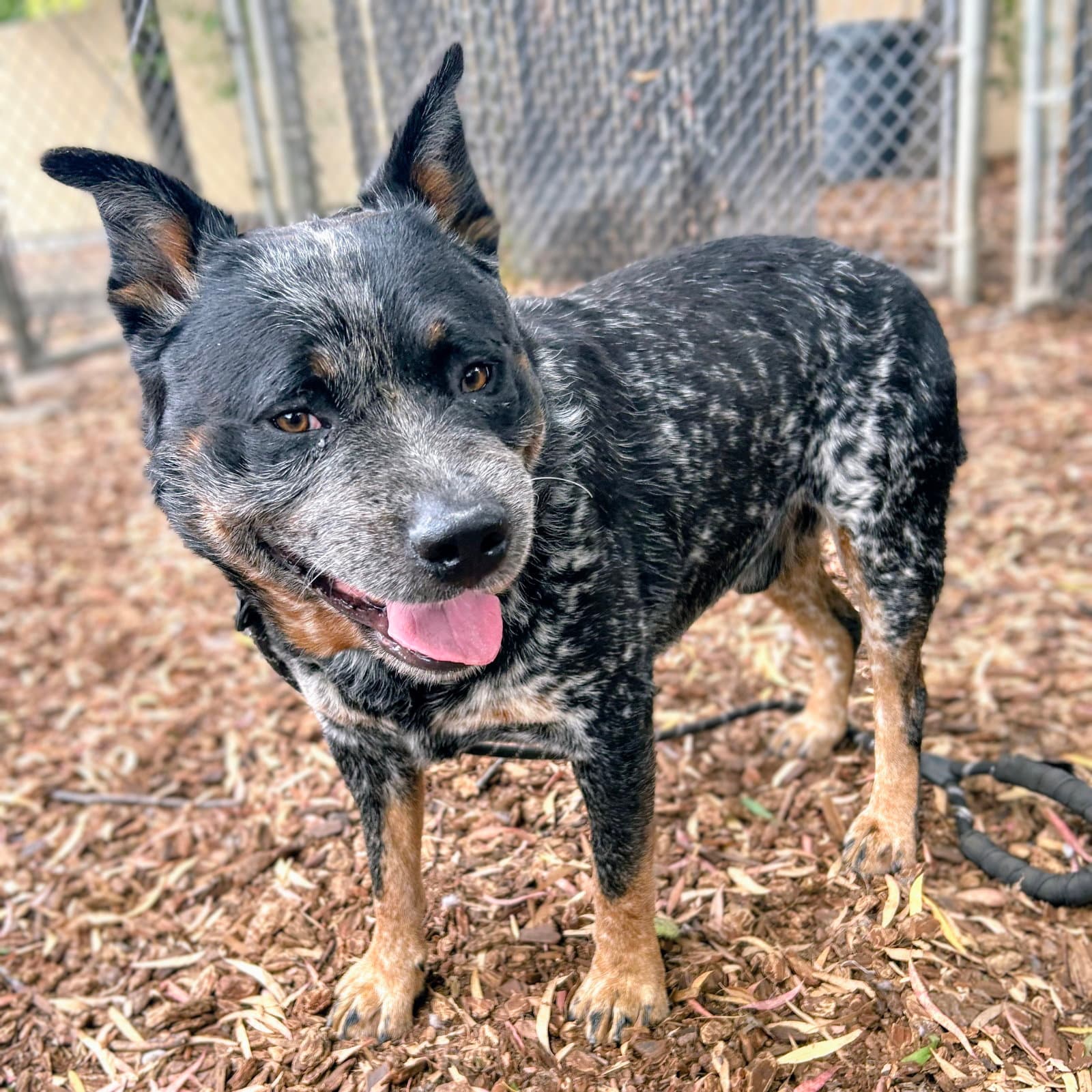 Gris - Australian Cattle Dog/Blue Heeler