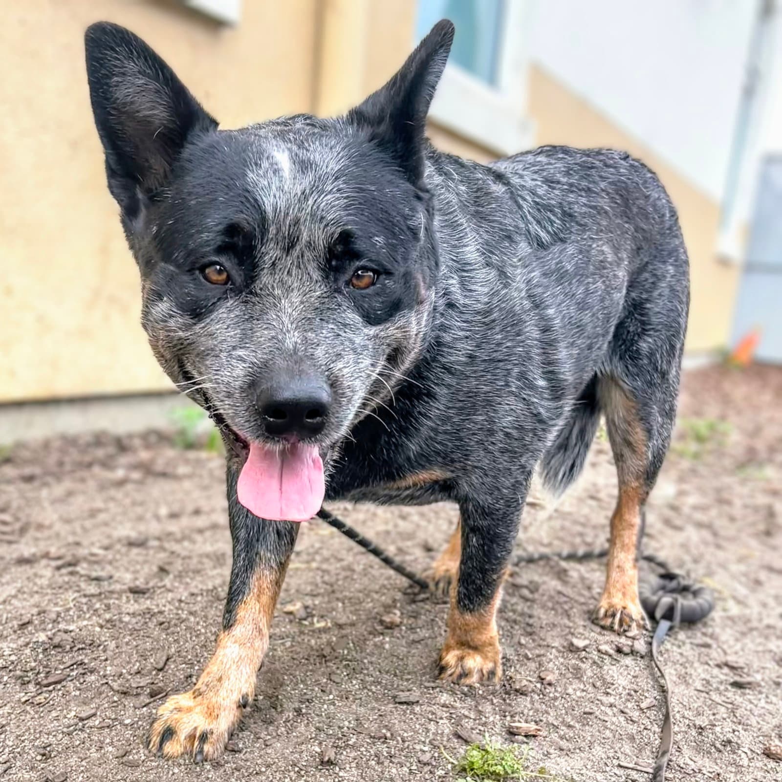 Manchas - Australian Cattle Dog/Blue Heeler