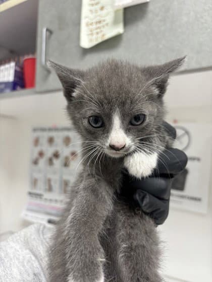 Zipper - Domestic Short Hair