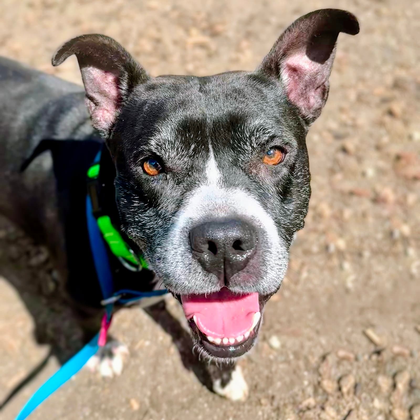 Gus - American Pit Bull Terrier