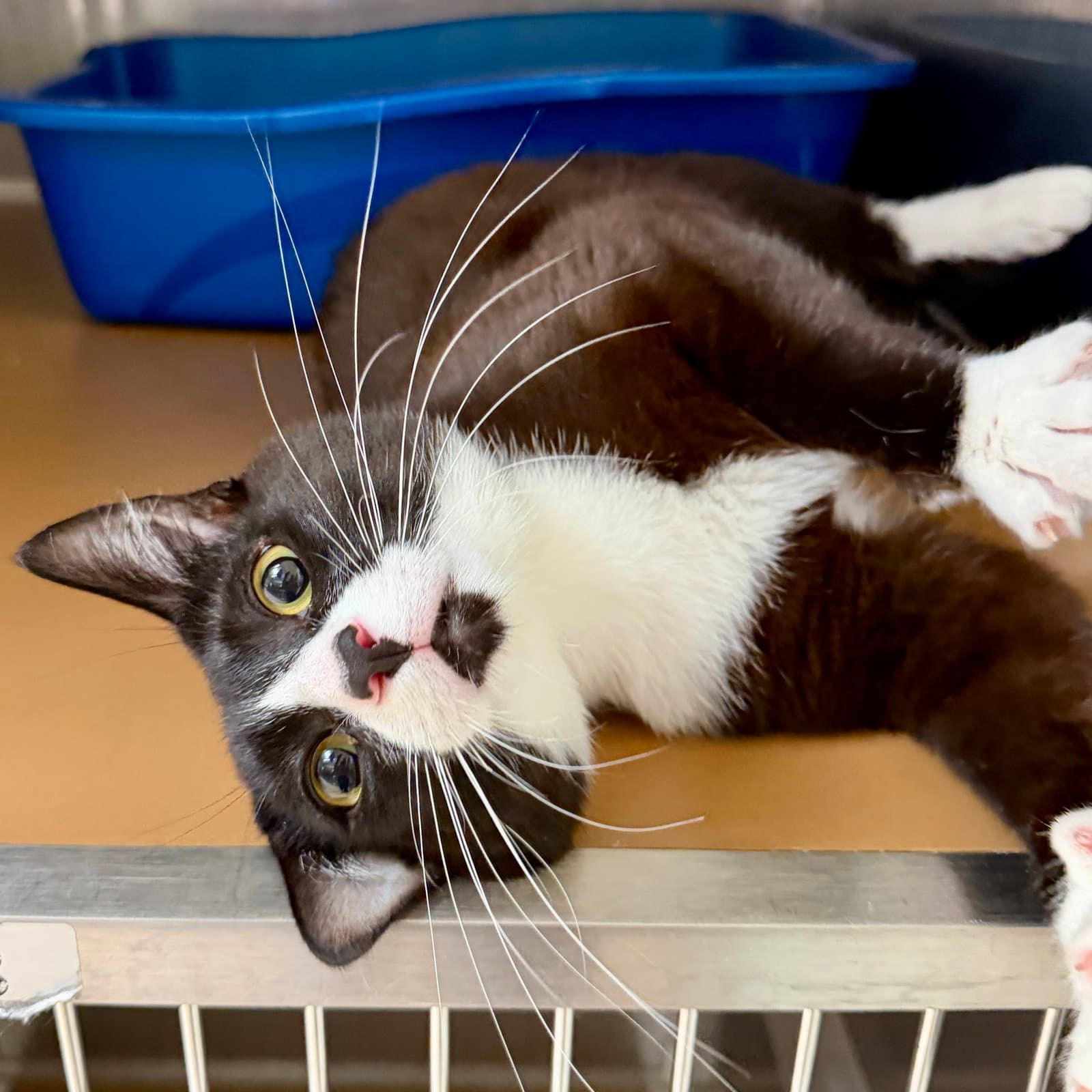 Leo Bonded Wluna - Domestic Short Hair
